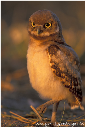 Burrowing owl